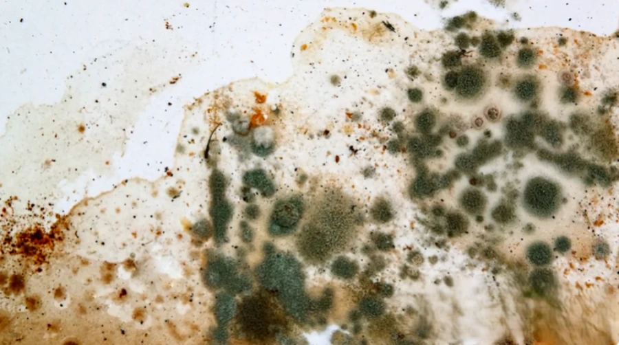 black mold removal